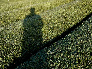 虫子,树,鸟类,山峦,女贞树,茶园