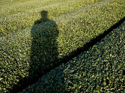 虫子,树,鸟类,山峦,女贞树,茶园 虫子,树,鸟类,山峦,女贞树,茶园