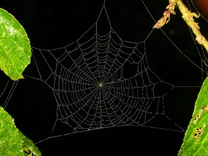 蜘蛛网