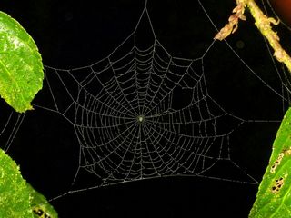 蜘蛛网