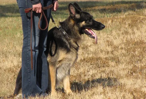 德牧/德国牧羊犬,中国昆明犬,德国牧羊犬,德牧犬,昆明犬,狗训练-2009年1月 德牧/德国牧羊犬,中国昆明犬,德国牧羊犬,德牧犬,昆明犬,狗训练-2009年1月