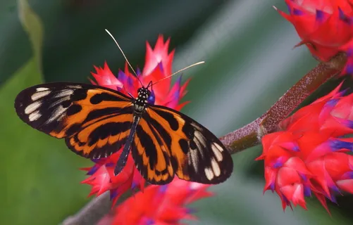 节肢动物,花卉,虎斑蝶,花蝴蝶,彩蝶,长翼蝴蝶 节肢动物,花卉,虎斑蝶,花蝴蝶,彩蝶,长翼蝴蝶