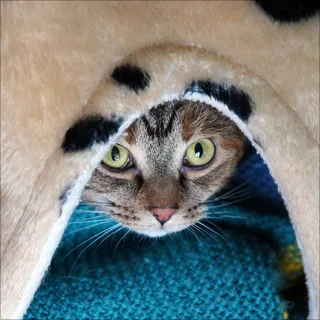 猫,美国短毛猫,狸花猫,俄罗斯蓝猫,短毛猫,谁在那儿？