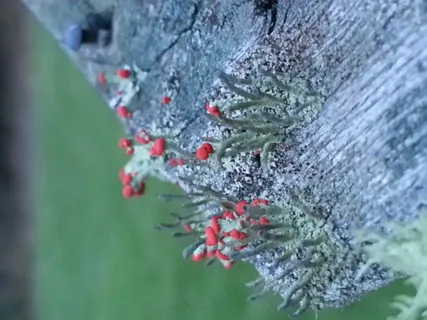 冬天的地衣 冬天的地衣