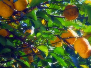 沙糖桔,金橘,桔子,橙树,蜜桔,上野橙树