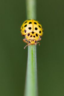 瓢虫,玩具,吸顶灯,野豌豆