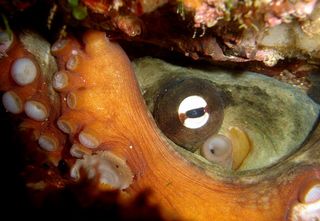 鱼类,动漫,油画,海鳗,珍珠贝,令人沮丧的章鱼-在这里很常见