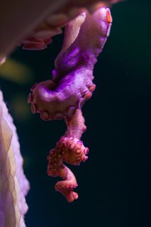 花卉,蝴蝶兰,自慰器,烤肉架,指挥棒,章鱼臂