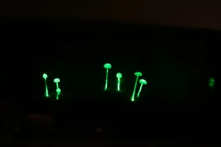 蘑菇在黑暗中发光（Panellus stipticus）-真菌的神奇世界（来自另一个王国的展览）-大温室-威尔士国家植物园，拉纳西尼，卡马森郡，威尔士