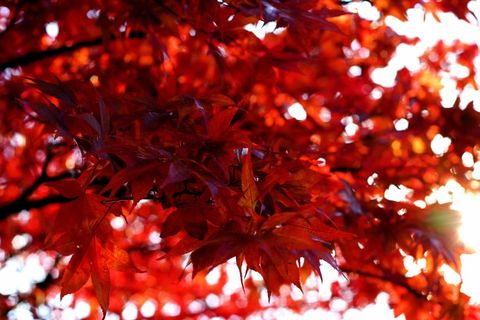 花卉,红色枫树,树,红叶,工笔画,在火焰中