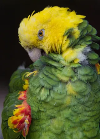 修饰黄头亚马逊