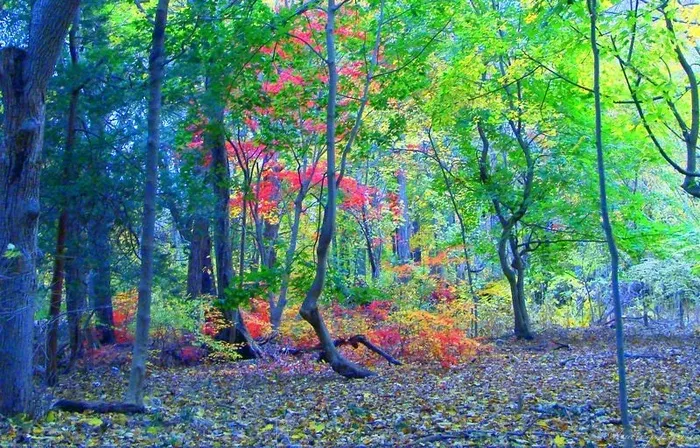 我正在搜索侏儒........