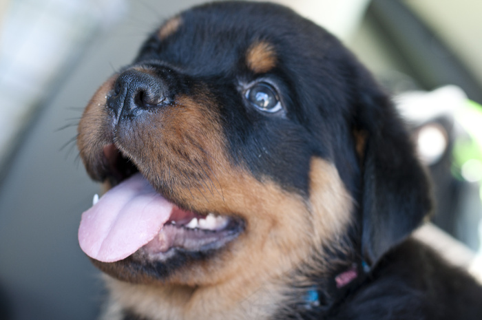 罗威纳犬,藏獒,罗维纳,防暴犬,挪威拿犬,快乐的小狗