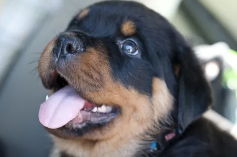 罗威纳犬,藏獒,罗维纳,防暴犬,挪威拿犬,快乐的小狗