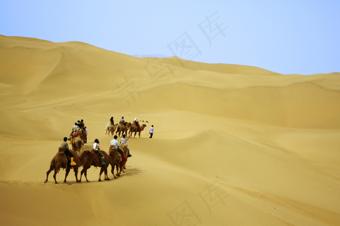 沙漠,驼队,沙漠之舟,花卉,雨伞,内蒙古沙漠