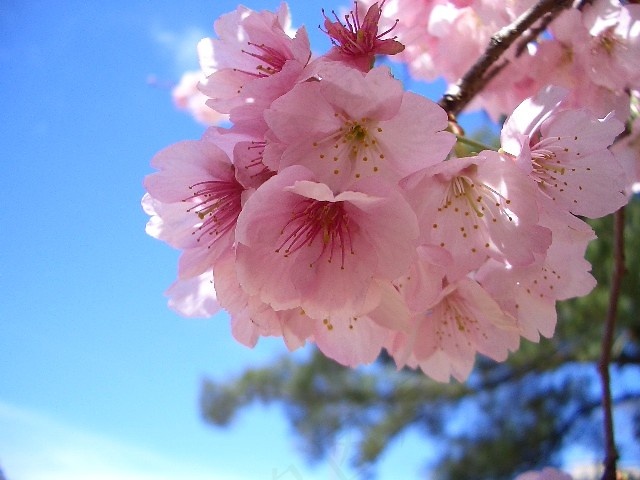 晚樱,云南樱花,樱花,榆叶梅,花卉,sakura /今日の空