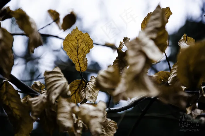 阿姆斯特丹公园