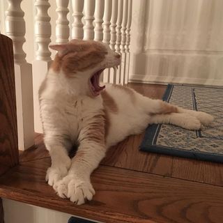 奥的斯再次在威伯大喊#catyawn