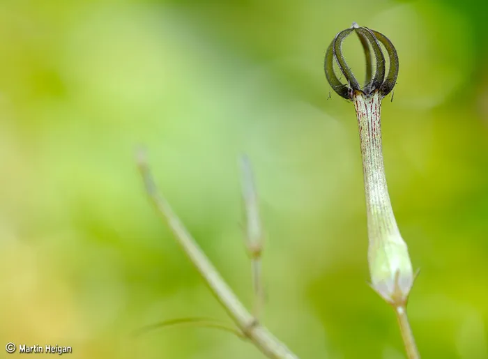 嫩芽,天南星,斑叶阿若母,长嘴捕蛛鸟,小蜗牛,Ceropegia leroyi花宏