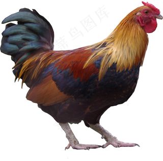 大骨鸡,肉用鸡,黄鸡,原鸡,固始鸡,迎接数字挑战的雄鸡132