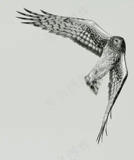 图画,鹞,卡通动漫人物,白尾鹞,猎隼,硬银行左 图画,鹞,卡通动漫人物,白尾鹞,猎隼,硬银行左