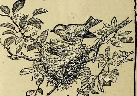 图片来自“为鸟类，它们的巢和鸡蛋的学生而作的语言学家”（1886年）第321页