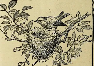 图片来自“为鸟类，它们的巢和鸡蛋的学生而作的语言学家”（1886年）第321页