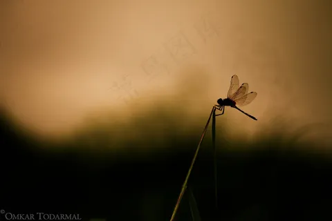 灯,吸顶灯,豆娘,小蜻蜓,红蜻蜓,蜻蜓剪影。