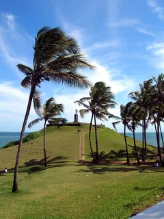 椰子树,海洋,椰树,棕榈,树,可可棕榈径 椰子树,海洋,椰树,棕榈,树,可可棕榈径
