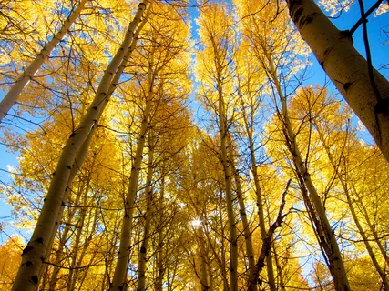 在加利福尼亚希望谷的秋天白杨 在加利福尼亚希望谷的秋天白杨