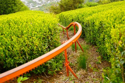 植物,稻田,金叶女贞,仙人球,玉米,日本绿茶茶