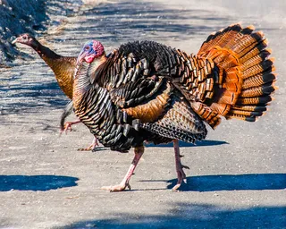 吐绶鸡,公火鸡,眼斑吐绶鸡,火鸡,鸟类,野火鸡