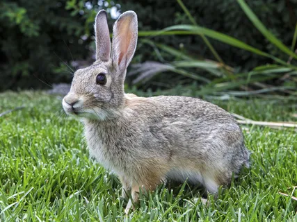2014年8月28日,沙漠棉尾 2014年8月28日,沙漠棉尾