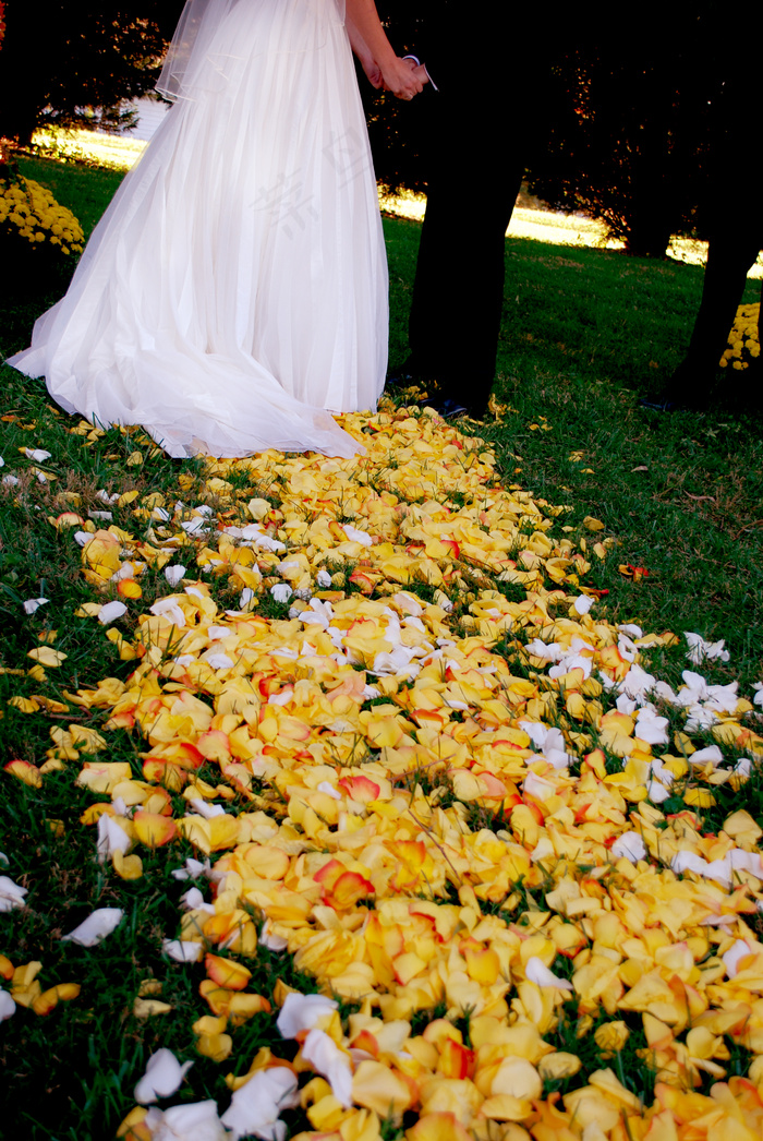 植物,花卉,玉米,杭菊,杭菊花,过道