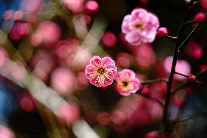 花卉,红梅花,红梅,玫瑰花,苹果,色彩精神