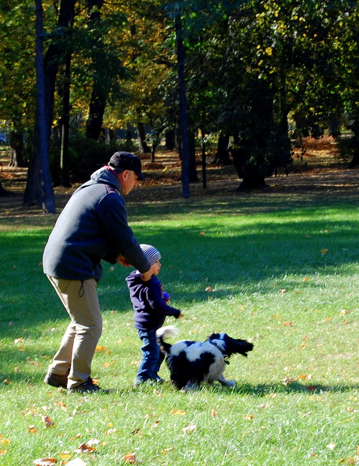滑草,草原,飞盘,警犬,宠物公园,Rzućpiłeczkę