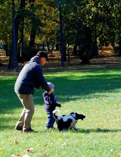 滑草,草原,飞盘,警犬,宠物公园,Rzućpiłeczkę
