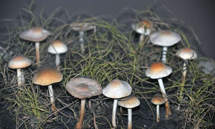 蘑菇/菌类,吸顶灯,蘑菇,灯,裸盖菇,Marasmius oreades（仙女蘑菇）