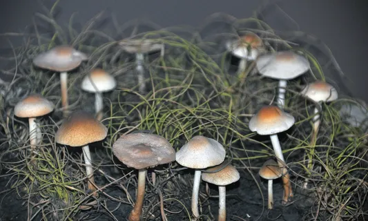 蘑菇/菌类,吸顶灯,蘑菇,灯,裸盖菇,Marasmius oreades(仙女蘑菇) 蘑菇/菌类,吸顶灯,蘑菇,灯,裸盖菇,Marasmius oreades(仙女蘑菇)