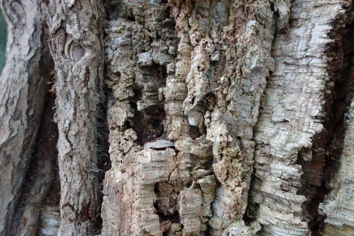 树干,树,山峦,旋木雀,栓皮栎,Chêneliege