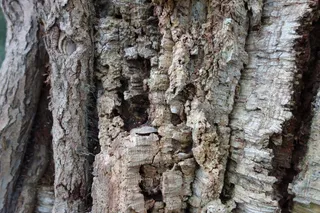 树干,树,山峦,旋木雀,栓皮栎,Chêneliege