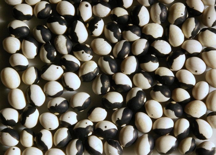 砾石,豇豆,黑眼豆,薏米,黑豆,挤