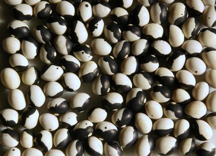 砾石,豇豆,黑眼豆,薏米,黑豆,挤