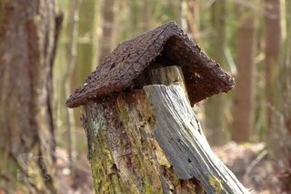 层孔菌,宽鳞多孔菌,树干,钉子,香菇,在森林里