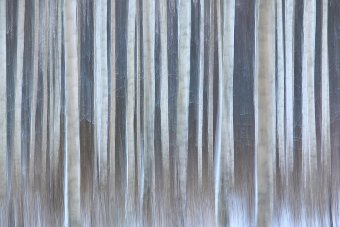 窗帘,海军条纹,绉布,水冷壁,线帘,冬季的桦树