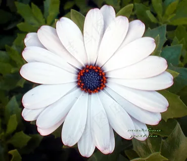 花卉,蓝眼菊,工笔画,蓝目菊,菊花,白星 花卉,蓝眼菊,工笔画,蓝目菊,菊花,白星