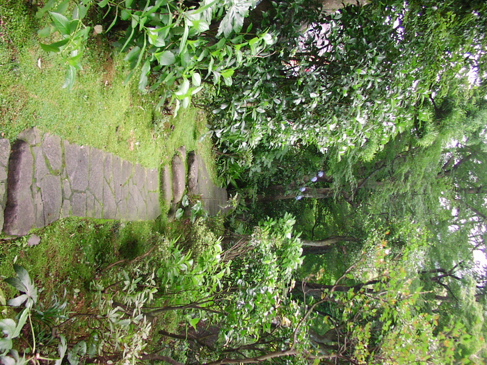 生态林,爬山虎,自然公园,山峦,法国梧桐,茶园-通路继续...