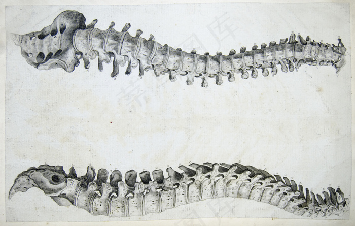 脊柱的正面和侧面图安德鲁·贝尔的《不列颠解剖学》（1798年？）