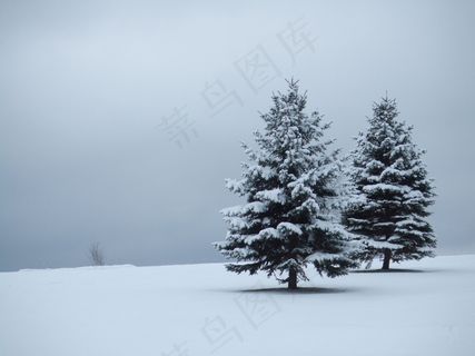 2_Firs_Snow