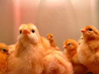 肉用鸡,玩具,鸡苗,雏鸡,京白蛋鸡,捡小鸡